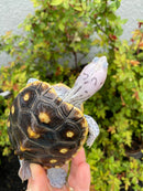 Ornate Diamondback Terrapin Female