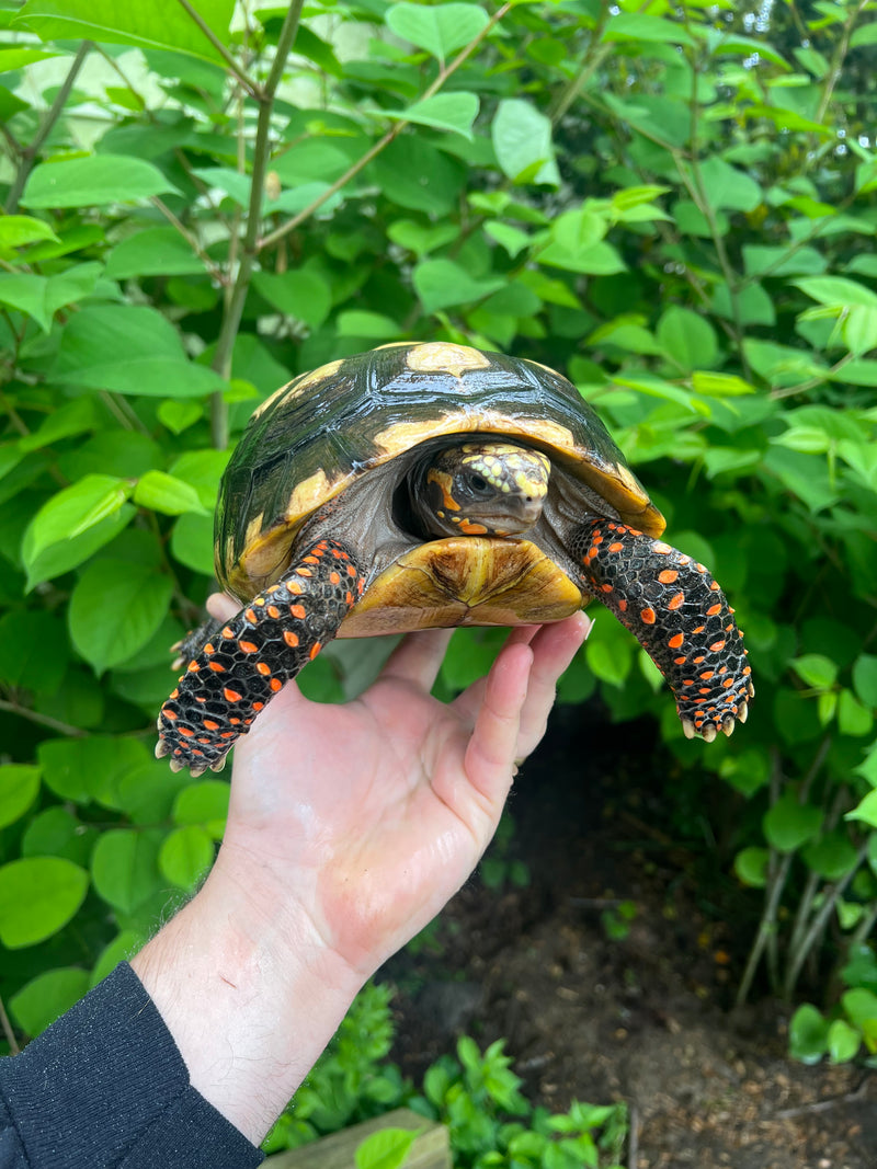 Suriname Red Foot Tortoise Adult Female