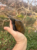 Japanese Pond Turtle Adult Female