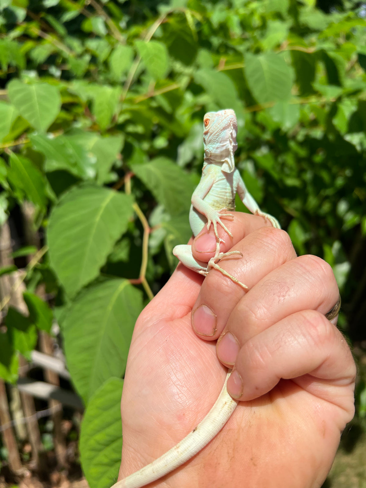 Snow Green Iguanas For Sale | American Reptile Distributors