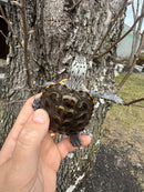 Hi White Concentric Diamondback Terrapin 2025