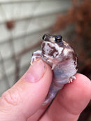 Mozambique Rain Frogs (Breviceps adspersus)
