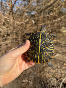 Florida Box Turtle Adult Female