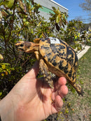 Libyan Greek Tortoise Adult Male