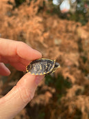 HI YELLOW Florida Box Turtle Baby