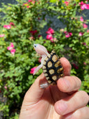 Ornate Diamondback Terrapin Female