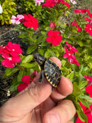 HI YELLOW Florida Box Turtle