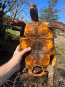 Barbados Red Foot Tortoise Adult Pair