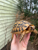 Jordanian Golden Greek Tortoise Female