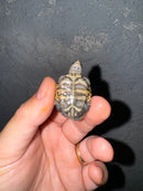 Hi White Concentric Diamondback Terrapin 2024