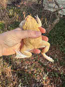 Albino Chinese Bullfrog Adults (Hoplobatrachus rugulosus)