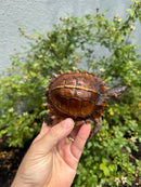 Spiny Hill Turtle CB 2025