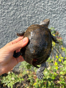 Franco-Italian Pond Turtle Adult Female