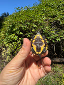 Keeled Box Turtle Baby 2025