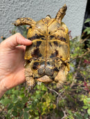 Mesopotamian Greek Tortoise Adult Male