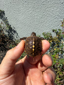 Hi Color Eastern Box Turtle Baby