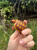 Hypo Cherrybomb Red Foot Tortoise Baby 2025