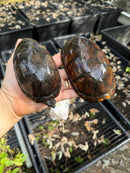 White Lipped Mud Turtle Adult Pair
