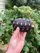 Colombian Clownface Redfoot Tortoise 2021