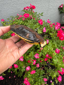 Twist-necked Turtle LTC Female