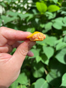 Paradox Albino Red Eared Slider Turtle  2024