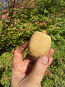 Albino African Spurred Tortoise Baby 2025