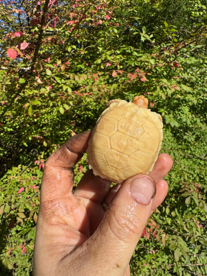 Albino African Spurred Tortoise Baby 2025