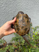 Chinese Big Head Turtle Adult Male