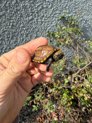 Southern Keeled Box Turtle Baby