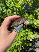 Adult Northern Diamondback Terrapin Male