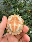 Hypo Stripe-necked Musk Turtle Adult Female