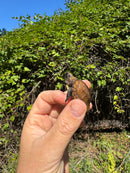Keeled Box Turtle Baby 2025