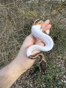 Hi White Pied Ball Python Female
