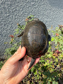 Franco-Italian Pond Turtle Adult Male