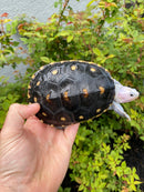 Ornate Diamondback Terrapin Female