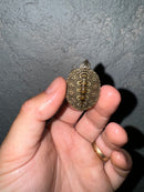 Hi White Concentric Diamondback Terrapin 2024