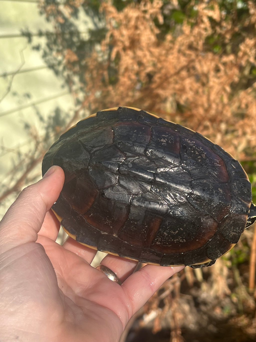 Malayan Snail-eating Turtles For Sale | American Reptile Distributors