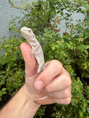 Hypo Zero Bearded Dragon