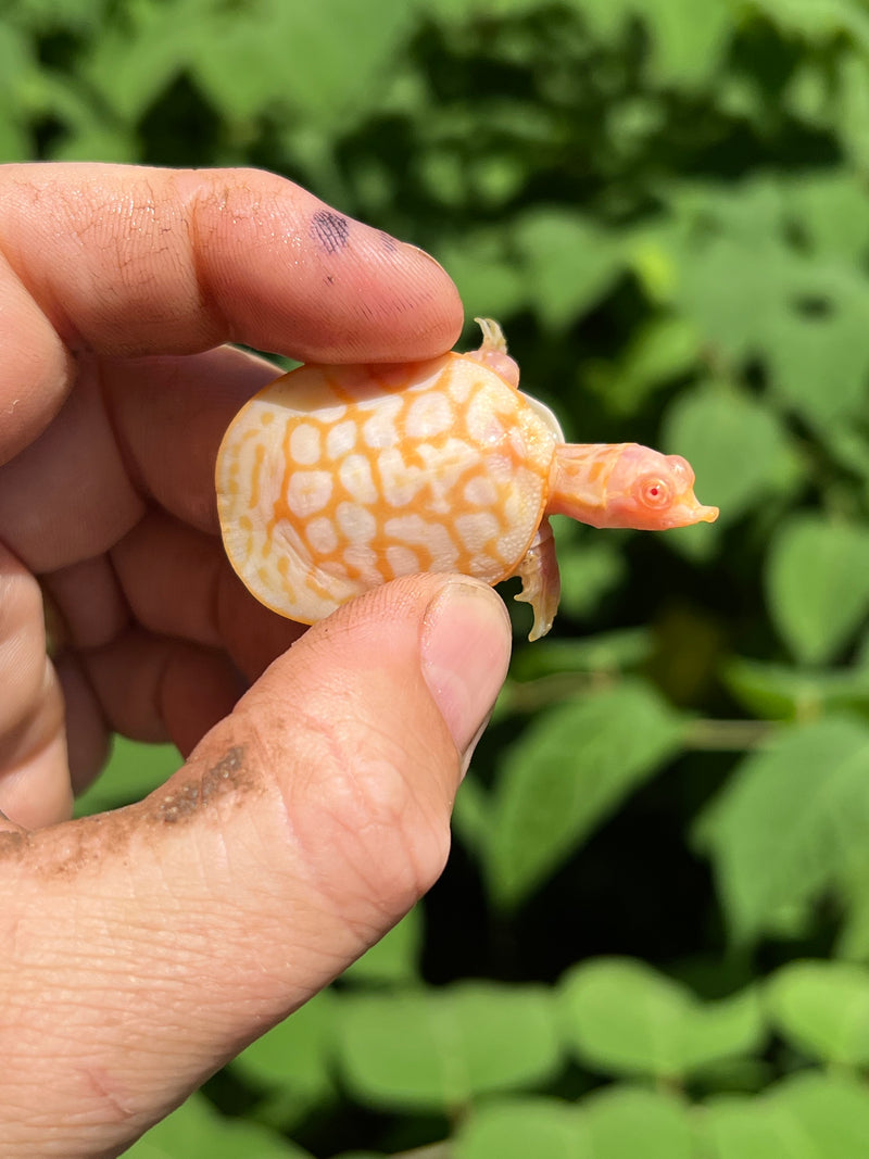 Albino Florida Softshell 2024