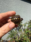 Hi Color Eastern Box Turtle Baby