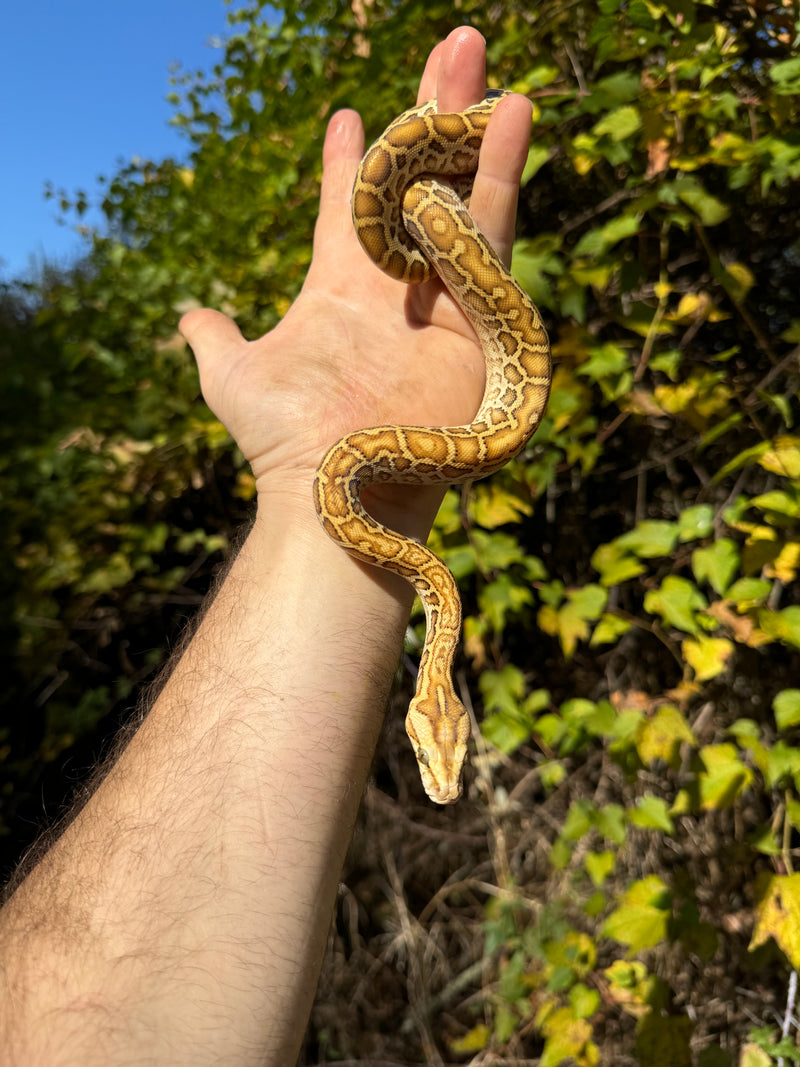 Hypo Burmese Python Female