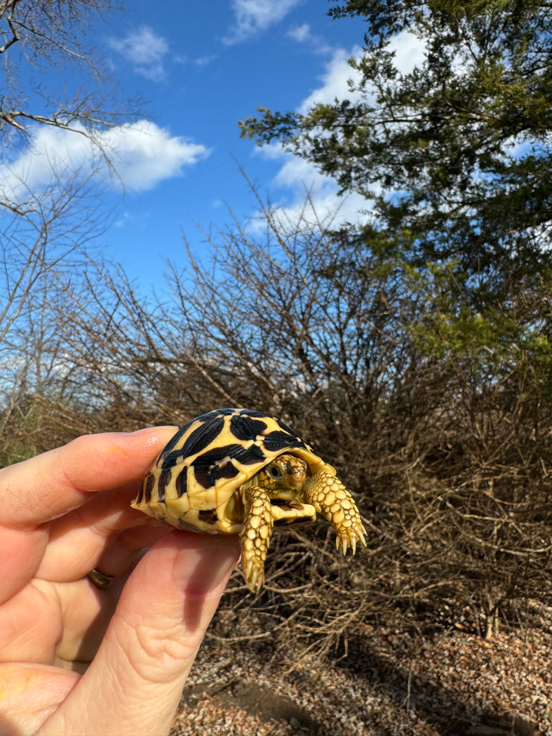 Sri Lankan Star Tortoise 2024