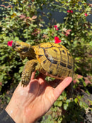 Eastern Hermann's Tortoise Adult Male