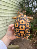 Jordanian Golden Greek Tortoise Female