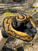 Fire Low White Pied Ball Python Female