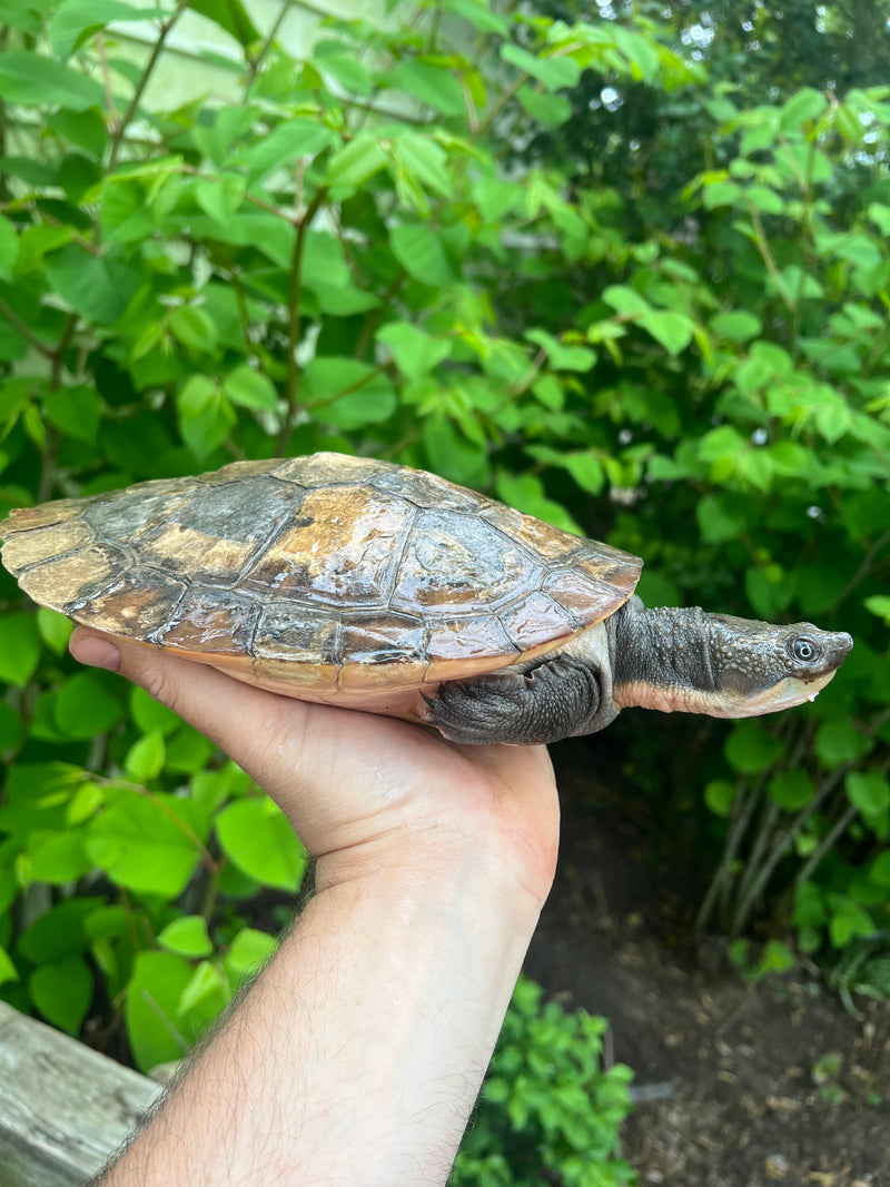 Pink Bellied Snapping Turtle Adults Female