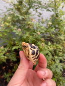 Sri Lankan Star Tortoise 2026