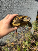 Eastern Hermann's Tortoise Adult Female