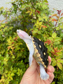 Ornate Diamondback Terrapin Female