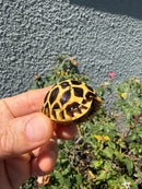 Sri Lankan Star Tortoise